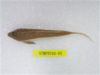 藏品(長崎斜棘(魚銜))的圖片